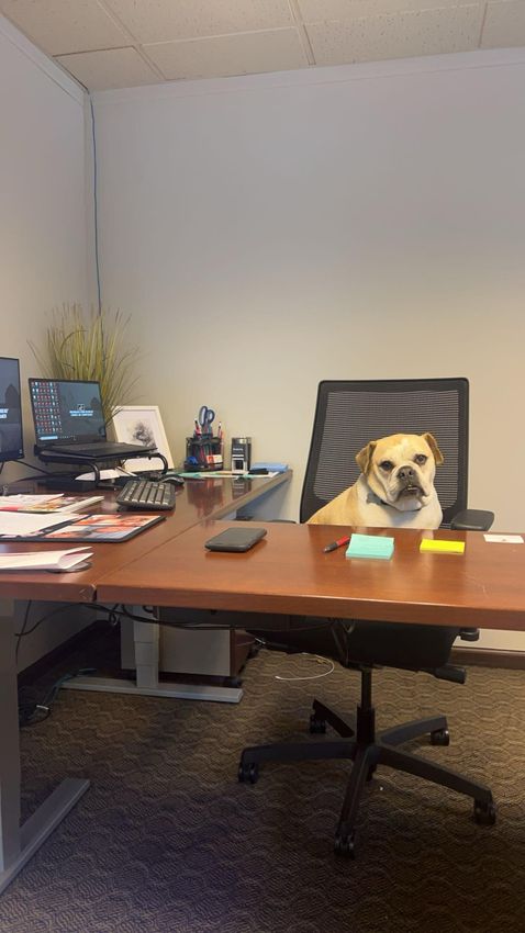 Bailey, the office greeter
